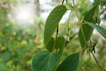 Flowers and leaves of Alangium kurzii Craib is a tree in the family Cornaceae.