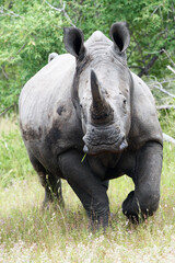 Fototapeta premium White Rhinoceros or Square-lipped Rhinoceros (Ceratotherium simum) and running against a photographer. Big rhinoceros face to face.