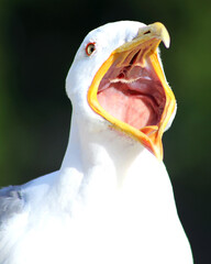 Gabbiano