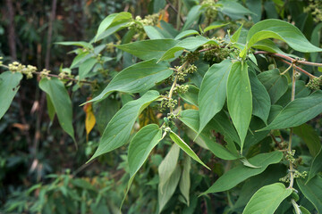 Fototapeta premium Green Trema orientalis (L.) Blume, Celtis commersonii Brongn., C. discolor Brongn., C. glomerata Hochst. on nature, Medicinal plants, Benefit from the forest.