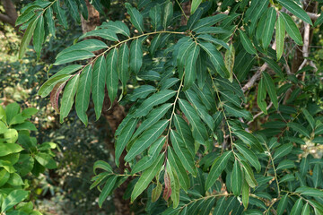 leaves of a tree