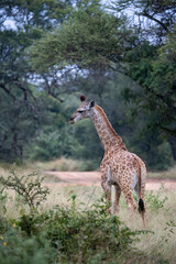 Giraffe calf alone in the bushveld