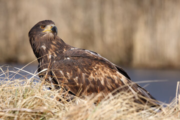 White-tailed eagle (Haliaeetus albicilla) are also known as sea eagle sitting on the shore.Big eagle on the ground in yellow dry grass with yellow background.