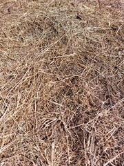 Dry Hay Full Frame Background Yellow Grass