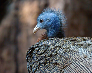 Great argus pheasant.
 Amazing, incredibly beautiful birds that are a cross between pheasants and peacocks. The feathers on the back of the bird are brown-gray with white flecks. Argus is distributed 