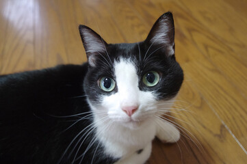 床に座ってこちらを見つめている黒と白の猫