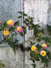 flowers in the garden