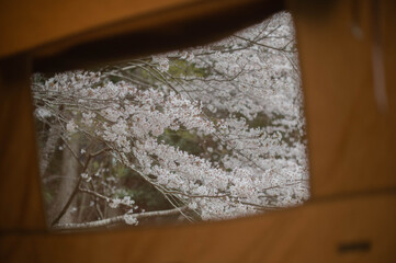 花見キャンプ