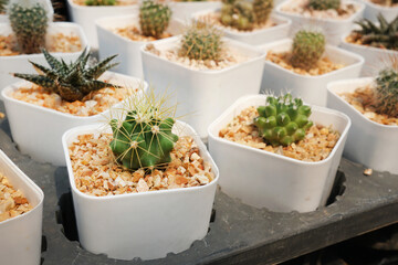 small cactus in pots, Succulent plants. horticultural.