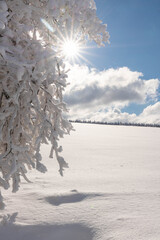 Beautiful winter wonderland in the mountains of Rh&ouml;n in the backlight of a star shaped sun