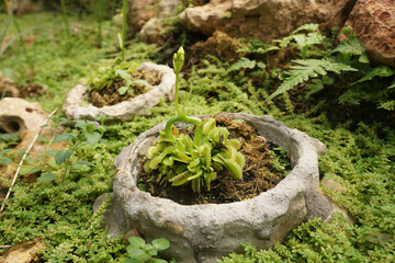 Venus flytrap or Dionaea muscipula is carnivorous plant, Insect-catch plant. Snap traps.