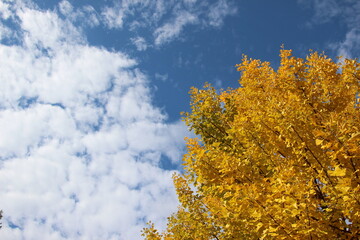 Fototapeta premium イチョウの木と青空