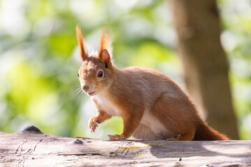 Naklejka na ściany i meble Squirrel in the Forest 