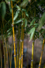 Bamboo garden sustainably growing in authentic Asian garden 