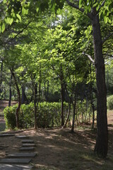 Fototapeta premium footpath in the forest