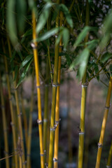 Bamboo garden sustainably growing in authentic Asian garden 