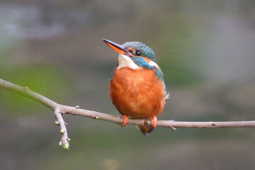 Female kingfisher on a branch