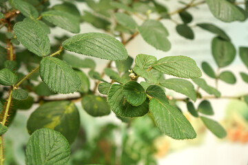 Leaves of Rubus ellipticus Sm. (Rosaceae). The leaves have properties for treating Angular cheilitis. medicinal plants. Thai herbs. 