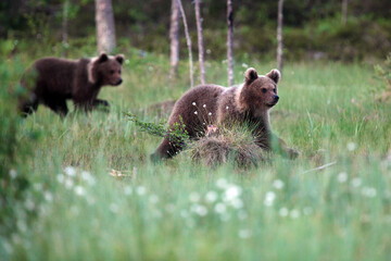 The brown bear (Ursus arctos) bear cubs in the forest. Two large bear cubs in a dense Scandinavian taiga.