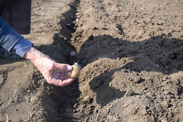 planting potatoes in the garden