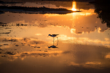 Golden rays back lighting silhouette of water bird walking on water flats at sunset 