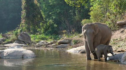 The mother and baby asian elephants playing and drinking water in the river in the forest