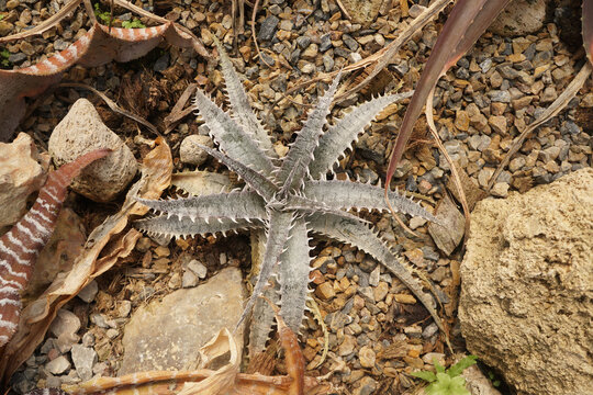 dyckia avalanche is bromeliads sharing that group's characteristic rosette shape. 