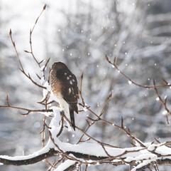 Sharp-shinned hawk in winter