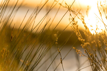 Wonderful golden rays at sunset lighting up reed grass on the edge of a beautiful lake 