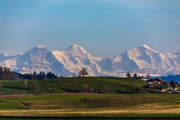 ersigen loberg lindenbaum mit eiger mönch und jungfrau