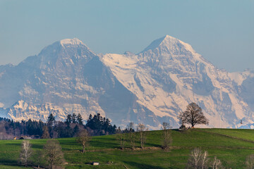 Fototapeta premium ersigen loberg lindenbaum mit eiger mönch und jungfrau