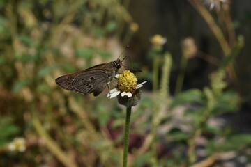 butterfly on a flower