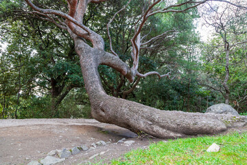a large tree with a twisted trunk toppled to one side