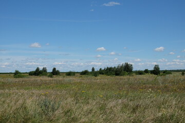 Various steppe herbs under the blue sky. Several trees in the steppe. Scenery.