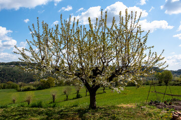 2021_4_4_Montemezzo cherry blossom