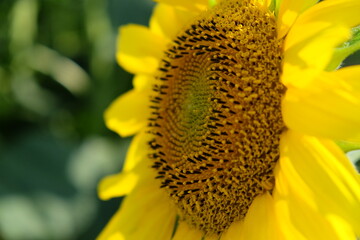 Single sunflower flower on a blurred background, close-up.