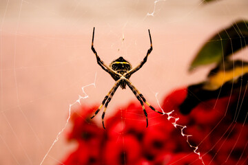 Spider nature