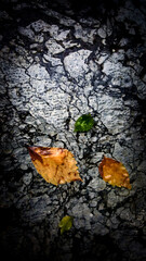 Top view of Wet green and yellow leaves on wet stone floor with black veins on white.