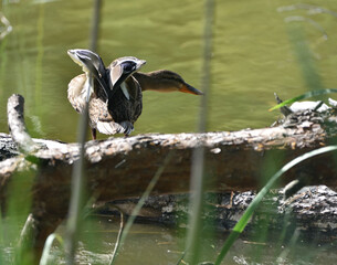 Duck resting on the trunk