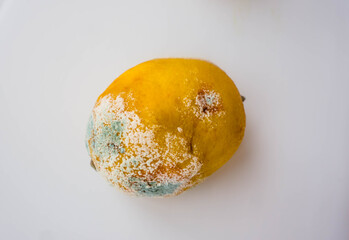 A rotten lemon lies on a white background, the fruit has deteriorated and rotted. The lemon was mildewed.