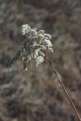 dry inflorescence in the rays of the spring sun