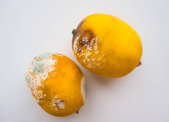 two rotten lemons with mold are lying on a white surface. Spoiled fruit that can't be eaten.