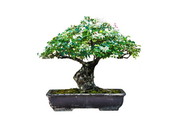 Bonsai tree on white background