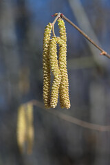 Naklejka premium a thin birch branch with bright catkins