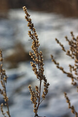 dry inflorescence in the rays of the spring sun