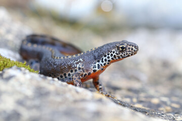 The alpine newt is an animal with formidable colors
