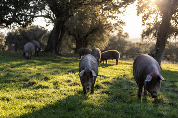 Iberian pigs eating in the middle of nature - 426811822