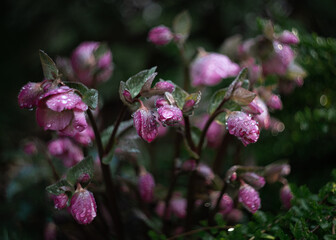 blooming hellebore flower on a dark background