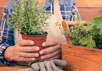 Close-up on the hands of the woman who takes care of her aromatic plants in the balcony of the house. Wooden table and background