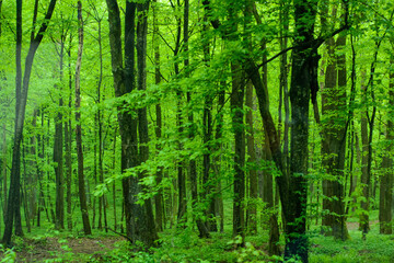 green forest in May